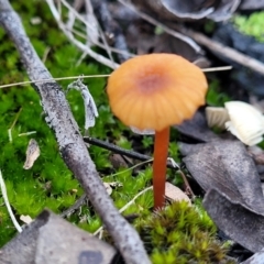 Unidentified Cap on a stem; gills below cap [mushrooms or mushroom-like] at Hawker, ACT - 1 Jun 2022 by trevorpreston