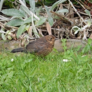 Turdus merula at Margate, TAS - 7 Dec 2019