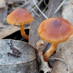 Unverified Cap on a stem; gills below cap [mushrooms or mushroom-like] at Hawker, ACT - 1 Jun 2022 by trevorpreston