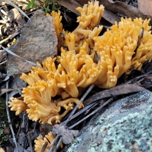 Ramaria sp. at Hawker, ACT - 1 Jun 2022 03:40 PM