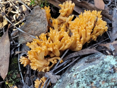 Ramaria sp. (A Coral fungus) at Hawker, ACT - 1 Jun 2022 by trevorpreston