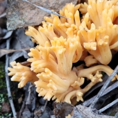 Ramaria sp. at Hawker, ACT - 1 Jun 2022 03:40 PM