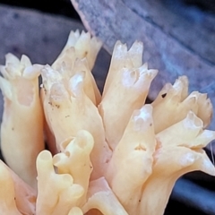 Ramaria sp. at Hawker, ACT - 1 Jun 2022 03:40 PM