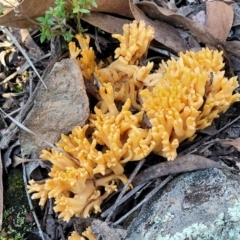 Ramaria sp. at Hawker, ACT - 1 Jun 2022 03:40 PM