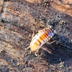 Robshelfordia simplex (Shelford's Western Cockroach) at Hawker, ACT - 1 Jun 2022 by trevorpreston