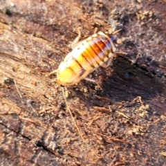 Robshelfordia simplex at Hawker, ACT - 1 Jun 2022 03:42 PM