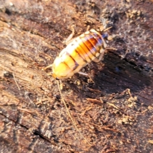 Robshelfordia simplex at Hawker, ACT - 1 Jun 2022 03:42 PM