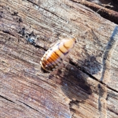 Robshelfordia simplex at Hawker, ACT - 1 Jun 2022