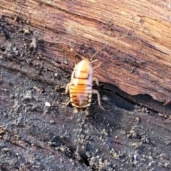 Robshelfordia simplex at Hawker, ACT - 1 Jun 2022 03:42 PM