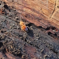 Robshelfordia simplex at Hawker, ACT - 1 Jun 2022 03:42 PM