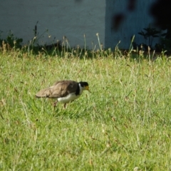 Vanellus miles (Masked Lapwing) at Margate, TAS - 6 Dec 2019 by Birdy