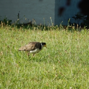 Vanellus miles at Margate, TAS - 6 Dec 2019