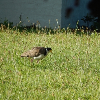 Vanellus miles (Masked Lapwing) at Margate, TAS - 6 Dec 2019 by Amata