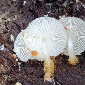 Lepiota s.l. at Hawker, ACT - 1 Jun 2022 03:47 PM