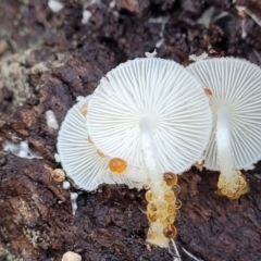 Lepiota s.l. at Hawker, ACT - 1 Jun 2022