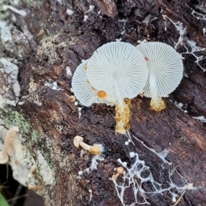 Lepiota s.l. at Hawker, ACT - 1 Jun 2022