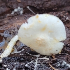 Lepiota s.l. at Hawker, ACT - 1 Jun 2022 03:47 PM