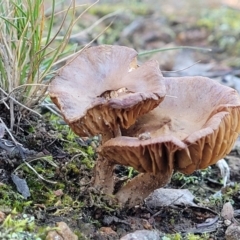 Unverified Cap on a stem; gills below cap [mushrooms or mushroom-like] at Hawker, ACT - 1 Jun 2022 by trevorpreston