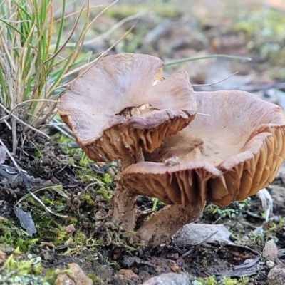 Unverified Cap on a stem; gills below cap [mushrooms or mushroom-like] at Hawker, ACT - 1 Jun 2022 by trevorpreston