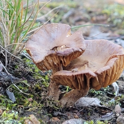 Unidentified Cap on a stem; gills below cap [mushrooms or mushroom-like] at Hawker, ACT - 1 Jun 2022 by trevorpreston