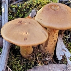 Cortinarius sp. (Cortinarius) at Hawker, ACT - 1 Jun 2022 by trevorpreston