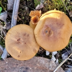 Cortinarius sp. at Hawker, ACT - 1 Jun 2022 03:52 PM