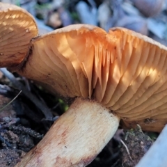 Cortinarius sp. at Hawker, ACT - 1 Jun 2022