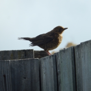 Turdus merula at Margate, TAS - suppressed