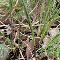 Lyperanthus suaveolens (Brown Beaks) at Point 4081 - 20 May 2022 by CathB