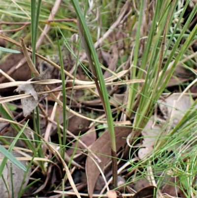 Lyperanthus suaveolens (Brown Beaks) at Aranda, ACT - 20 May 2022 by CathB