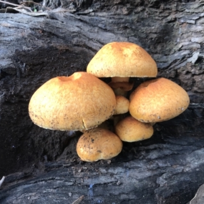 Gymnopilus junonius (Spectacular Rustgill) at Mount Majura - 14 May 2022 by Pirom