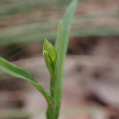 Bunochilus umbrinus (Broad-sepaled Leafy Greenhood) at Aranda, ACT - 20 May 2022 by CathB