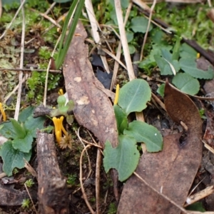 Pterostylis nutans at Aranda, ACT - suppressed