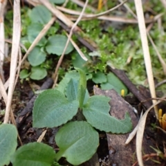 Pterostylis nutans at Aranda, ACT - suppressed