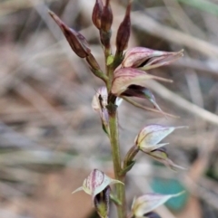 Acianthus collinus (Inland Mosquito Orchid) at Aranda Bushland - 26 May 2022 by CathB