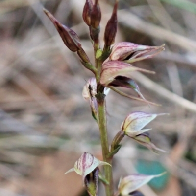 Acianthus collinus (Inland Mosquito Orchid) at Aranda, ACT - 26 May 2022 by CathB