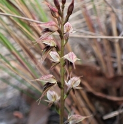 Acianthus collinus at Aranda, ACT - suppressed