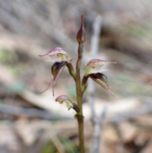 Acianthus collinus at Aranda, ACT - suppressed