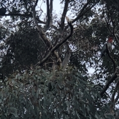 Callocephalon fimbriatum at Duffy, ACT - 1 Jun 2022