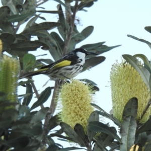 Phylidonyris niger at Hawks Nest, NSW - 1 Jun 2022 04:12 PM