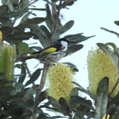 Phylidonyris niger (White-cheeked Honeyeater) at Hawks Nest, NSW - 1 Jun 2022 by GlossyGal