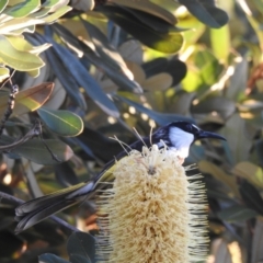 Phylidonyris niger at Hawks Nest, NSW - 1 Jun 2022