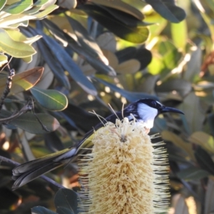 Phylidonyris niger at Hawks Nest, NSW - 1 Jun 2022 04:12 PM