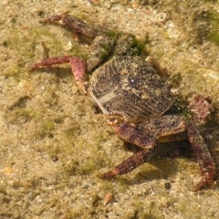 Leptograpsus variegatus (Purple Rock Crab) at Guerilla Bay, NSW - 29 May 2022 by MatthewFrawley