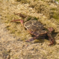 Leptograpsus variegatus at Guerilla Bay, NSW - 29 May 2022 12:40 PM