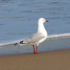 Chroicocephalus novaehollandiae (Silver Gull) at Batemans Marine Park - 28 May 2022 by MatthewFrawley