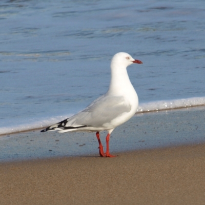 Chroicocephalus novaehollandiae (Silver Gull) at Batemans Marine Park - 28 May 2022 by MatthewFrawley