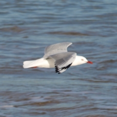 Chroicocephalus novaehollandiae at Tomakin, NSW - 29 May 2022