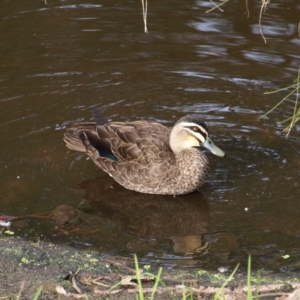 Anas superciliosa at Tomakin, NSW - 30 May 2022