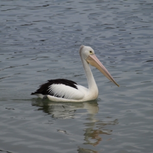 Pelecanus conspicillatus at Tomakin, NSW - 30 May 2022